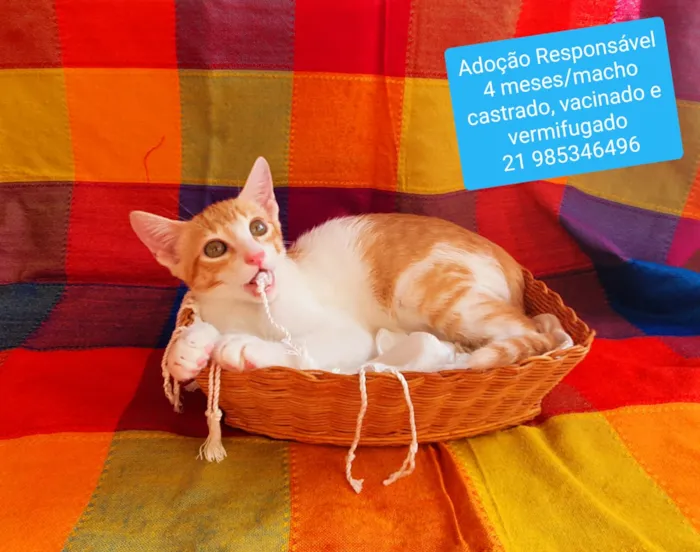 Gato ra a SRD idade 2 a 6 meses nome Diego Rivera