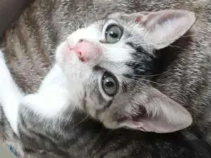 Gato raça SRD idade Abaixo de 2 meses nome Sem nome 