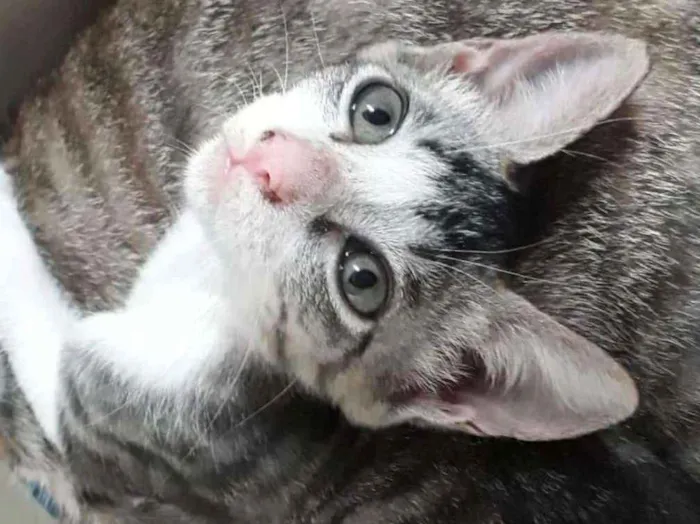 Gato ra a SRD idade Abaixo de 2 meses nome Sem nome 