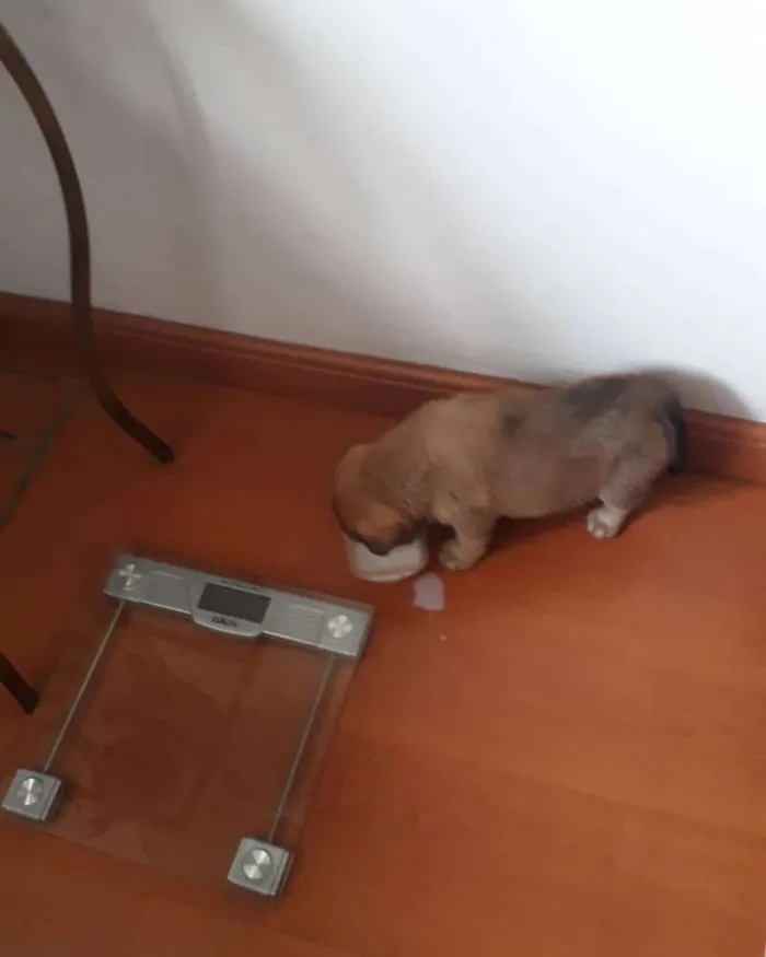 Cachorro ra a Chao Chao  idade Abaixo de 2 meses nome Bruce