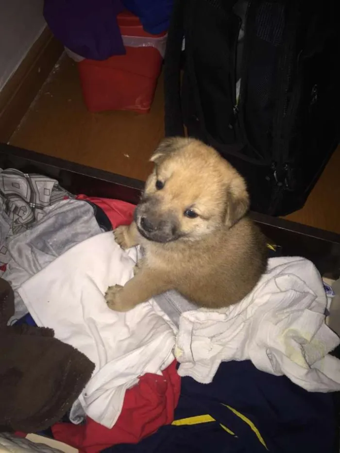 Cachorro ra a Chao Chao  idade Abaixo de 2 meses nome Bruce