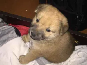 Cachorro raça Chao Chao  idade Abaixo de 2 meses nome Bruce