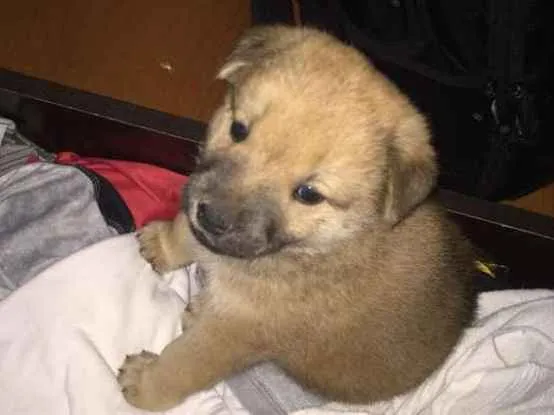 Cachorro ra a Chao Chao  idade Abaixo de 2 meses nome Bruce