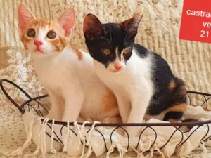 Gato raça SRD idade 2 a 6 meses nome Diego Rivera