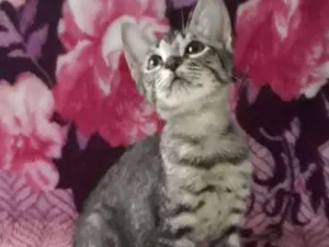 Gato raça SRD idade Abaixo de 2 meses nome Sem nome