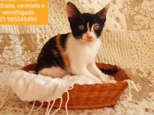 Gato raça SRD idade 2 a 6 meses nome Tricolor