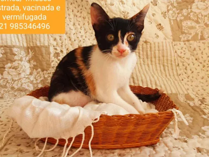 Gato ra a SRD idade 2 a 6 meses nome Tricolor