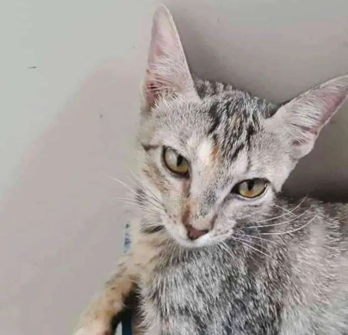 Gato ra a SRD idade 2 a 6 meses nome Aurora