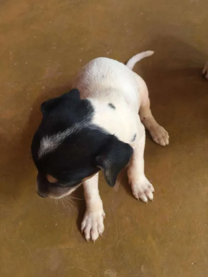 Cachorro raça SRD idade 2 a 6 meses nome Sem nome
