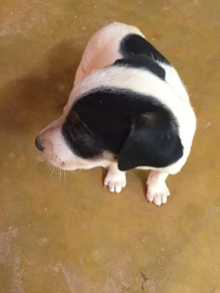 Cachorro raça SRD idade 2 a 6 meses nome Sem nome