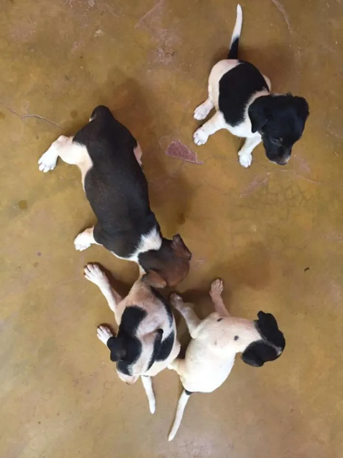 Cachorro raça SRD idade 2 a 6 meses nome Sem nome