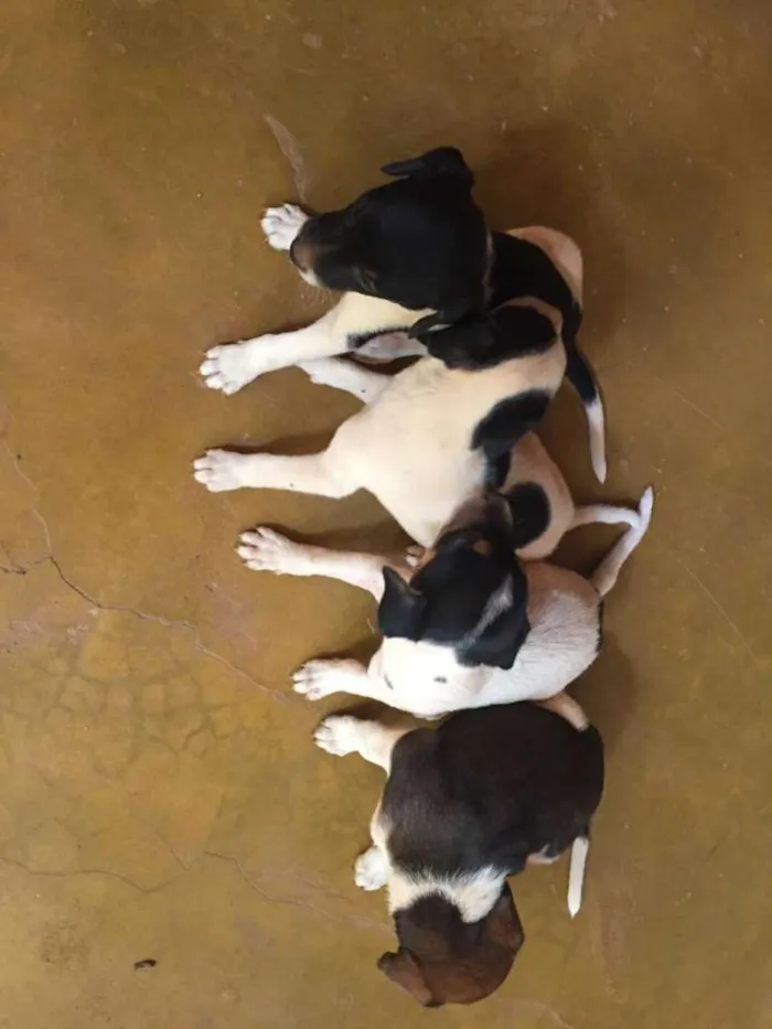 Cachorro raça SRD idade 2 a 6 meses nome Sem nome