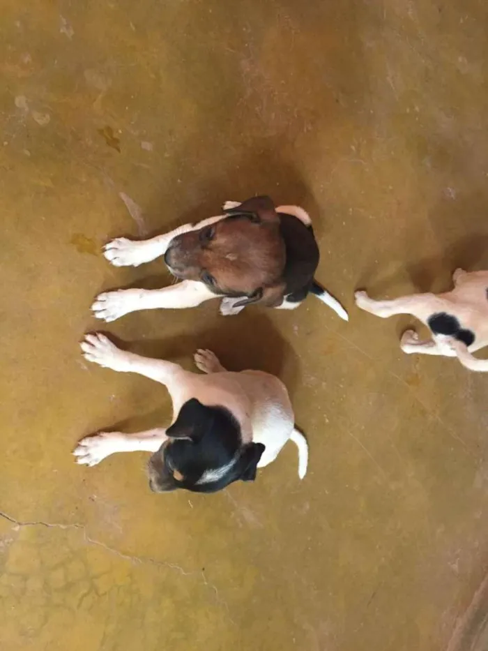 Cachorro raça SRD idade 2 a 6 meses nome Sem nome