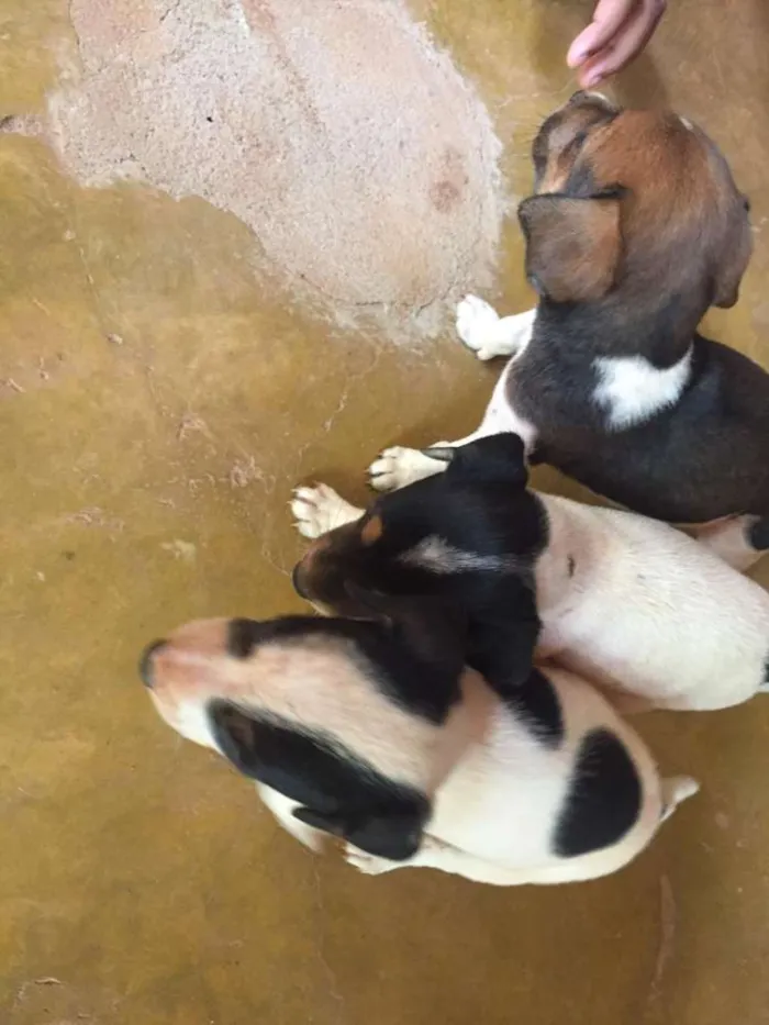 Cachorro raça SRD idade 2 a 6 meses nome Sem nome
