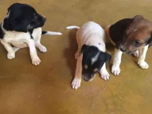 Cachorro raça SRD idade 2 a 6 meses nome Sem nome