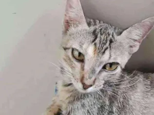 Gato raça SRD idade 2 a 6 meses nome Aurora