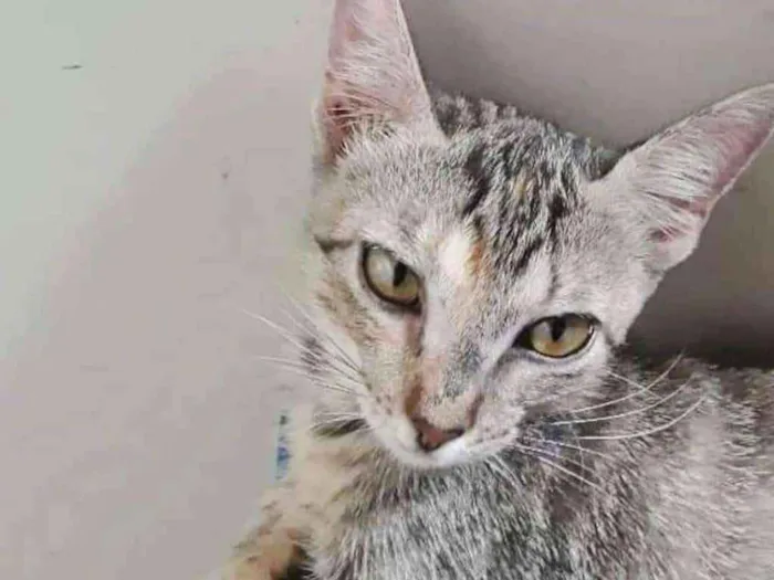 Gato ra a SRD idade 2 a 6 meses nome Aurora