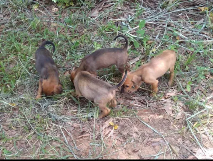 Cachorro ra a Vira Lata idade Abaixo de 2 meses nome Sem nome