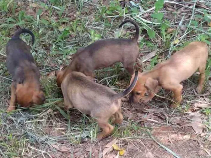 Cachorro ra a Vira Lata idade Abaixo de 2 meses nome Sem nome
