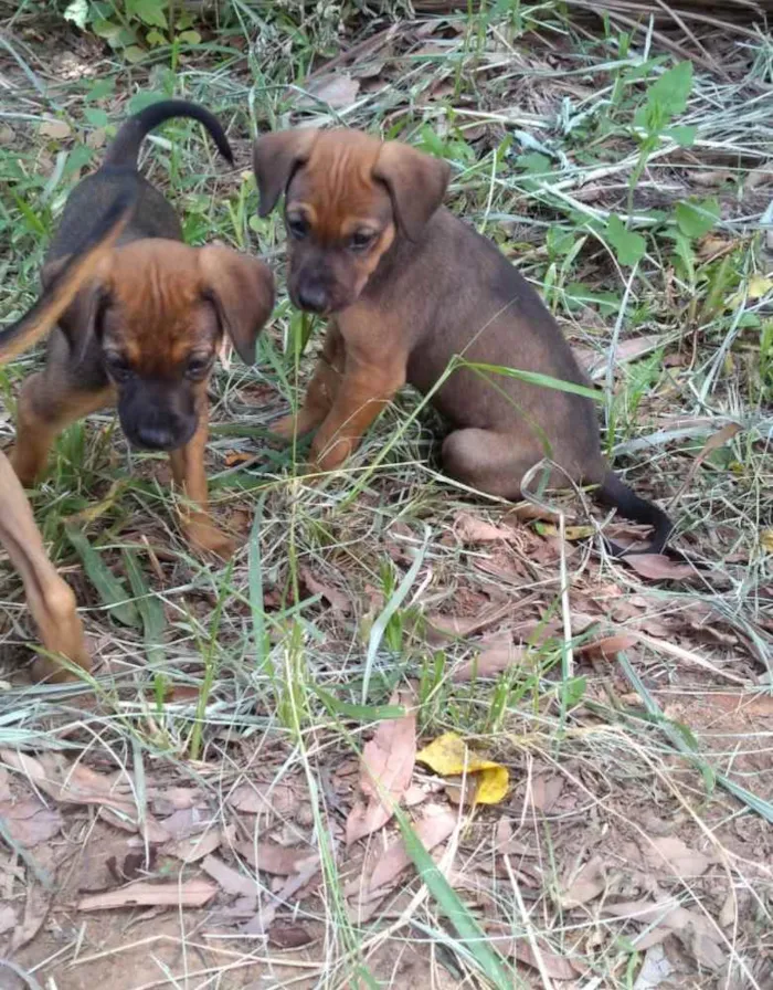 Cachorro ra a Vira Lata idade Abaixo de 2 meses nome Sem nome
