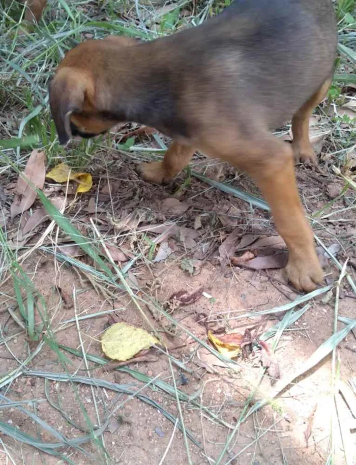 Cachorro ra a Vira Lata idade Abaixo de 2 meses nome Sem nome