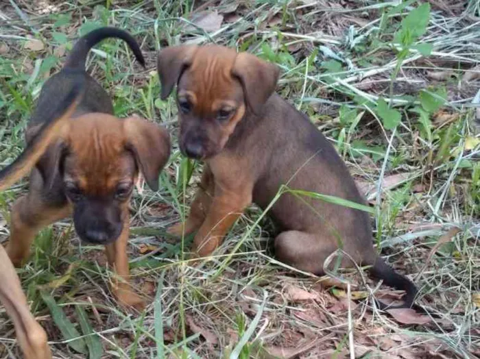 Cachorro ra a Vira Lata idade Abaixo de 2 meses nome Sem nome