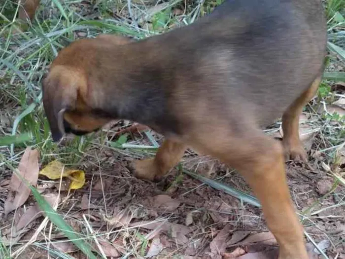 Cachorro ra a Vira Lata idade Abaixo de 2 meses nome Sem nome