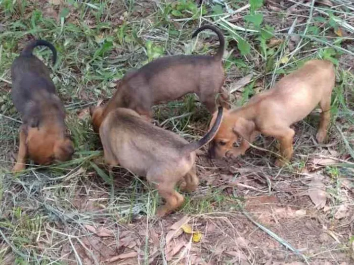 Cachorro ra a Vira Lata idade Abaixo de 2 meses nome Sem nome