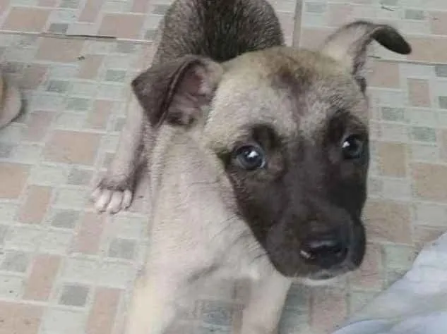 Cachorro ra a srd idade Abaixo de 2 meses nome Sem.nome