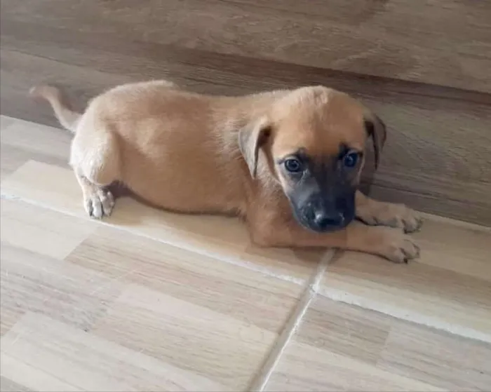 Cachorro ra a Srd idade Abaixo de 2 meses nome Nino