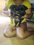 Pelé , Luna , Lua 