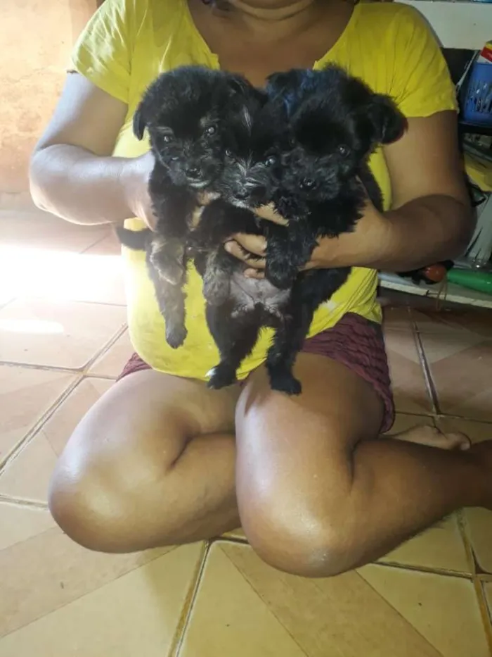 Cachorro ra a Podle  idade 2 a 6 meses nome Pelé , Luna , Lua 