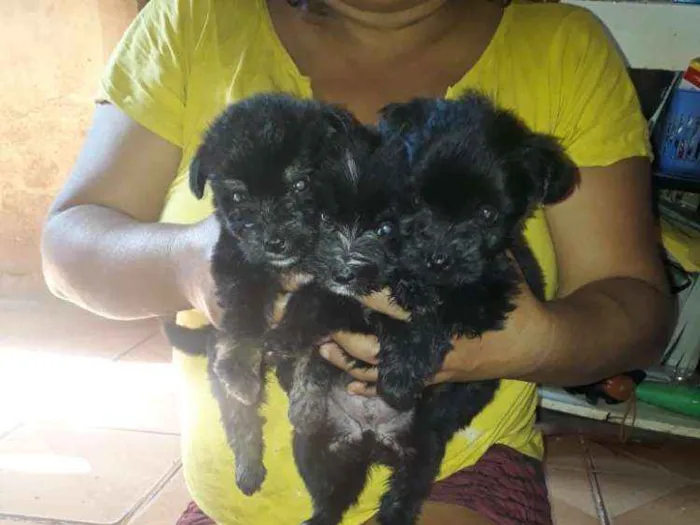 Cachorro ra a Podle  idade 2 a 6 meses nome Pelé , Luna , Lua 