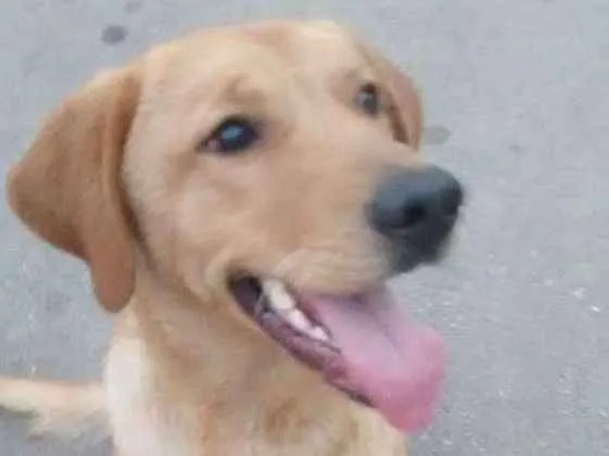 Cachorro raça Labrador idade 1 ano nome Marley