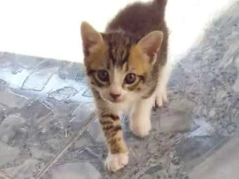 Gato raça SRD idade 2 a 6 meses nome Não possui