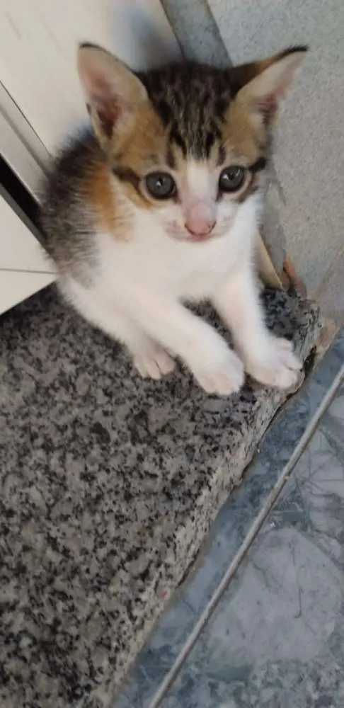 Gato raça SRD idade 2 a 6 meses nome Não possui
