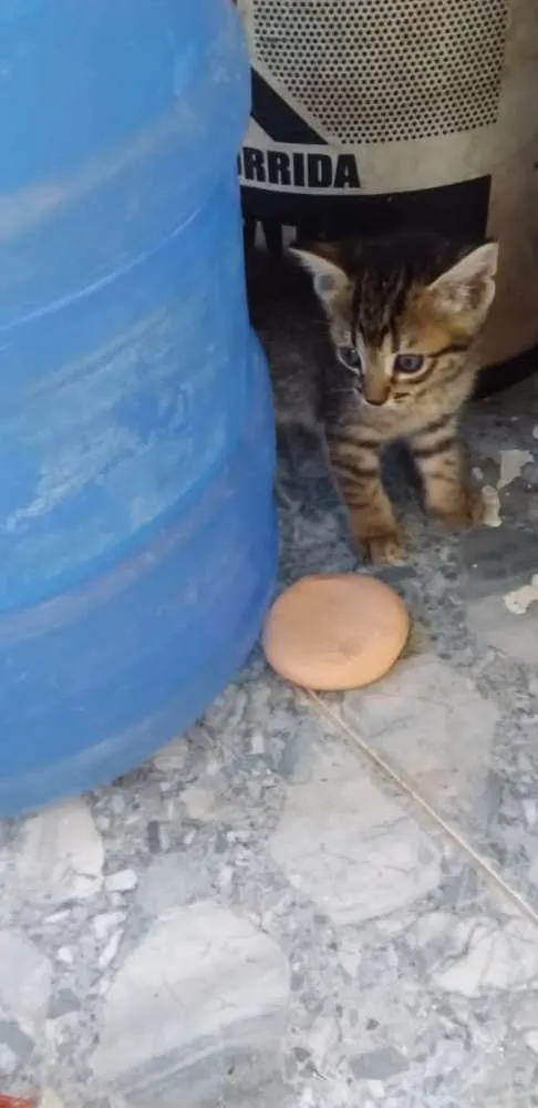 Gato raça SRD idade 2 a 6 meses nome Não possui