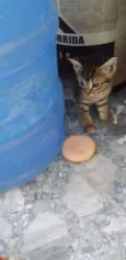 Não possui