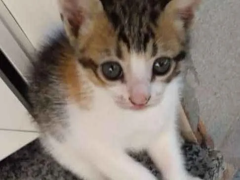 Gato raça SRD idade 2 a 6 meses nome Não possui