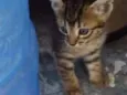 Não possui