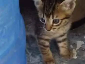 Gato raça SRD idade 2 a 6 meses nome Não possui