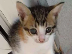 Gato raça SRD idade 2 a 6 meses nome Não possui