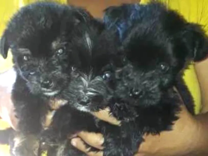 Cachorro ra a Podle  idade 2 a 6 meses nome Pelé , Luna , Lua 