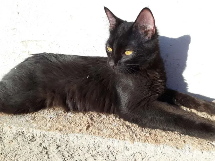 Gato ra a sem raça definida idade 1 ano nome Tedy e Gegê 