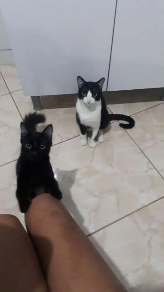 Gato ra a sem raça definida idade 1 ano nome Tedy e Gegê 