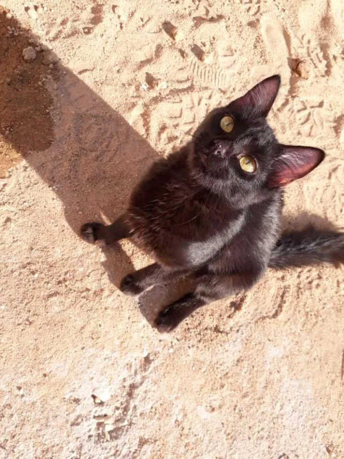 Gato ra a sem raça definida idade 1 ano nome Tedy e Gegê 