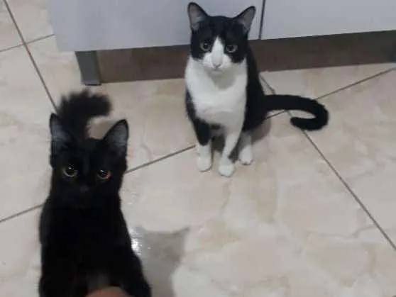 Gato ra a sem raça definida idade 1 ano nome Tedy e Gegê 