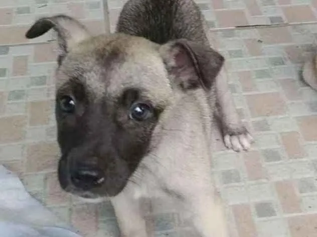 Cachorro ra a srd idade Abaixo de 2 meses nome Sem.nome