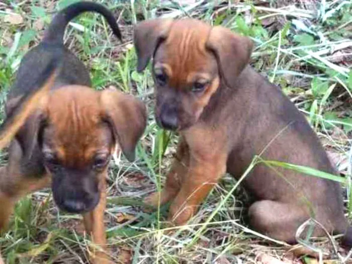 Cachorro ra a Vira Lata idade Abaixo de 2 meses nome Sem nome