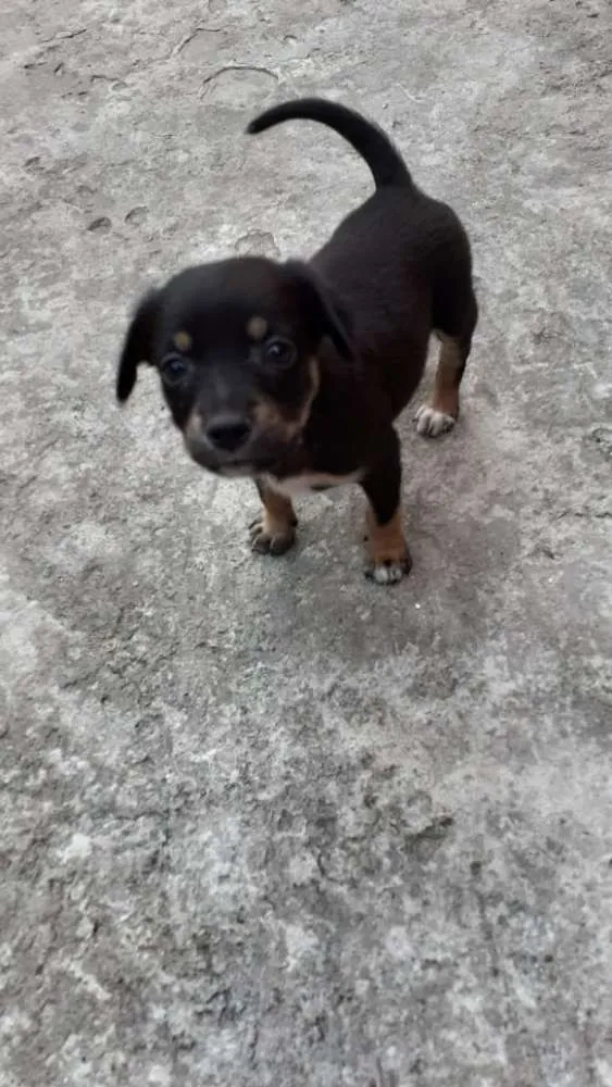 Cachorro ra a Srd idade Abaixo de 2 meses nome July